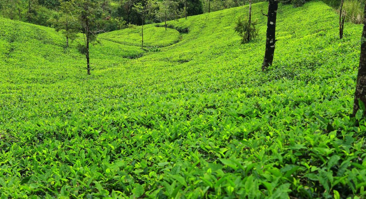 Misty Mountain Experience By Perfect Stays Pīrmed Esterno foto